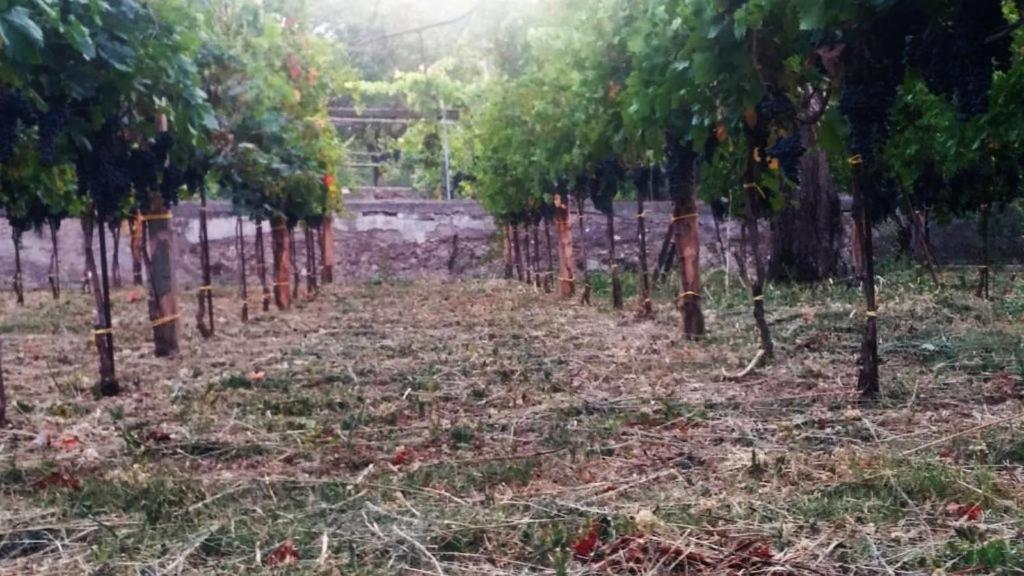 Contrada Vigna Acomodação com café da manhã Vietri Exterior foto